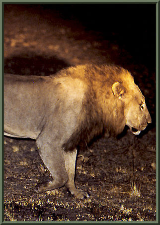 Löwe Sambia